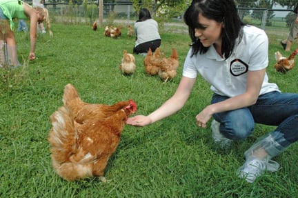 Granja de pollos de Canadá