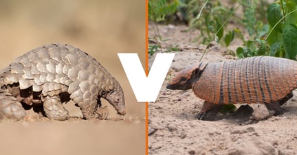 Un pangolín a la izquierda y un armadillo a la derecha, con una V entre ellos.