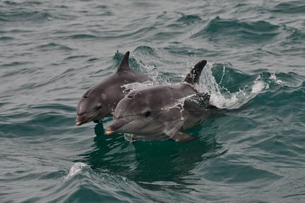 June 2021 Algoa Bay in South Africa was awarded the Whale Heritage Site accolade, making South Africa the only country in the world with two accredited sites. Whale Heritage Sites are a global accreditation scheme developed by the World Cetacean Alliance and supported by World Animal Protection. Credit: Raggy Charters