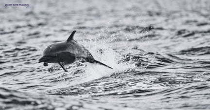 imagen en blanco y negro de un delfín saltando fuera del océano