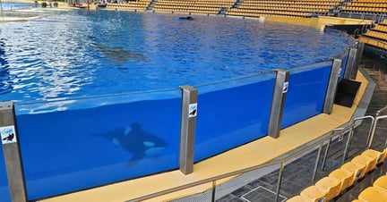 Las orcas cautivas en Loro Parque, ubicado en Tenerife, nadan alrededor del tanque de espectáculo que está rodeado de asientos vacíos. Crédito de la imagen: World Animal Protection