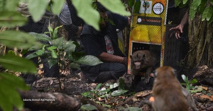 macaques 'mono bailarín' liberados en la naturaleza