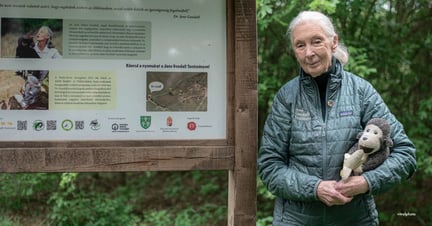 Sendero Natural Jane Goodall, Budapest. Crédito: foto de vitrol