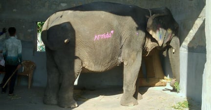 El Fuerte Amber (o Amer) es una gran atracción en el estado de Rajasthan, India, donde los turistas pueden participar en paseos en elefante. Los elefantes se ven obligados a caminar diariamente sobre hormigón difícil, adoquines y subir una pendiente empinada. A menudo tienen lesiones que están ocultas detrás del manto de su decoración. En abril de 2019, miembros del Equipo de World Animal Protection India visitaron el fuerte para presenciar de primera mano el problema en curso. Crédito de la imagen: World Animal Protection.