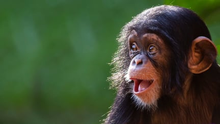 Close up portrait of a happy baby chimpanzee; Patrick Rolands/Shutterstock. Shutterstock ID 2039782457; licensed for use globally in all media.