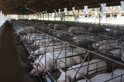 Cerdas madres mantenidas en jaulas