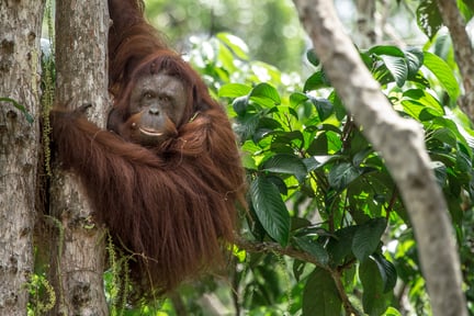Orangutan in tree