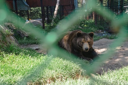 In June 2024, World Animal Protection visited Baloo to gather some new content of the squalid conditions in which he is kept to support our campaign to free Baloo.