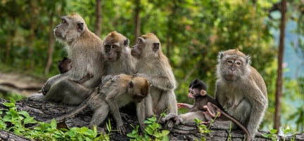 A family of long-tailed macaque monkeys playing in nature in Singapore.