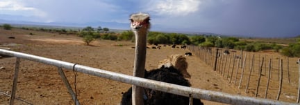 Ostrich on a feather farm
