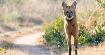 Maned wolf Emas National Park Brazil. Credit: Rob Jansen/Shutterstock