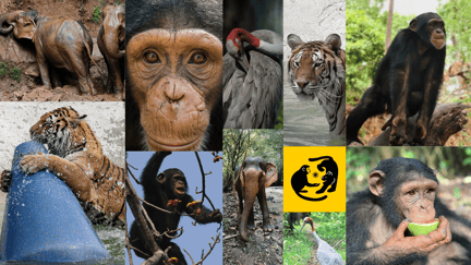 The finalists of the 2024 Wild Animal Unique Personality Award