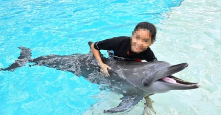Dolphin in captivity at an entertainment venue