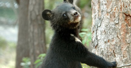 A moonbear on a tree, pictured at the Endangered Species Preservation Centre in South Korea.