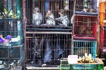 vida silvestre comercio prohibicion