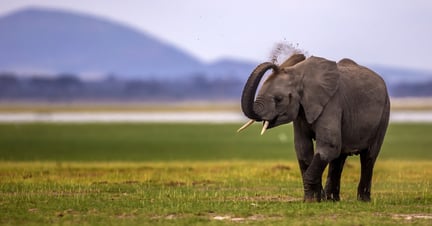 Un elefante joven libre en la naturaleza.
