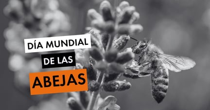 Día Mundial de las Abejas - World Animal Protection