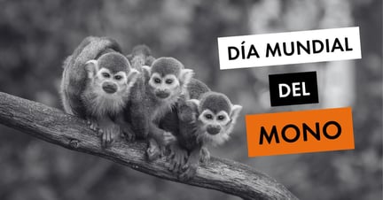 Día Mundial del Mono - World Animal Protection