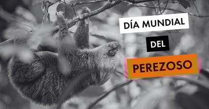 Día Mundial del Perezoso