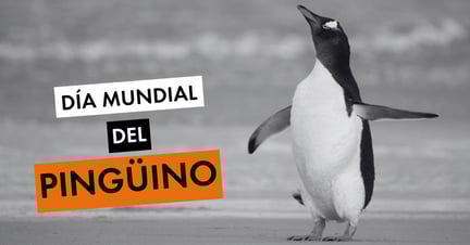 Día Mundial del Pingüino