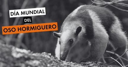 Día Mundial del Oso Hormiguero