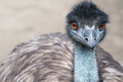 Un emu australiano mira a la cámara.