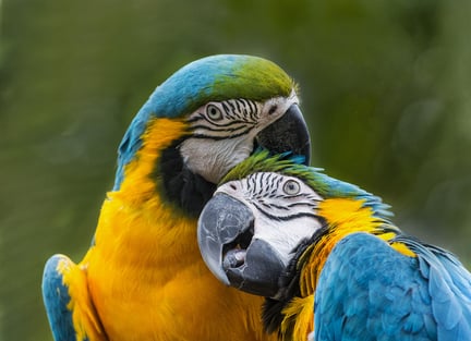 Guacamayas silvestres en la naturaleza