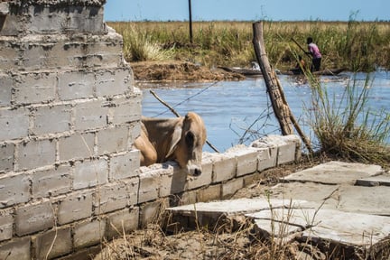Una vaca atrapada en las inundaciones producto del ciclón Idai.