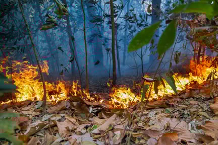 Imagen muestra un incendio forestal