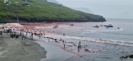 Iman de la cruel caza de ballenas en las Islas Faroe en 2025.