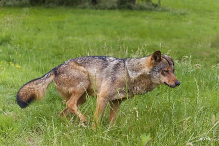 Un lobo ibérico en libertad