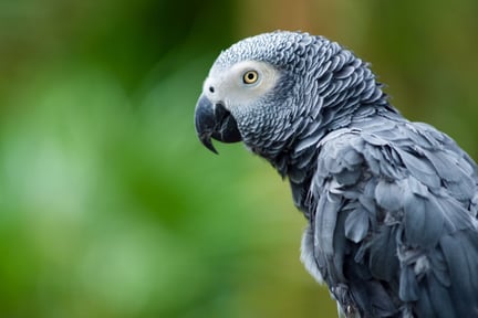 Un loro gris africano en libertad
