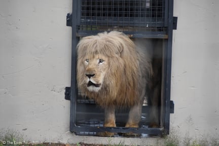 Mannie el león rescatado es liberado en santuario en Sudáfrica.