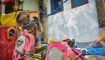 Un mono macaco encadenado para ser explotado en bailes callejeros.