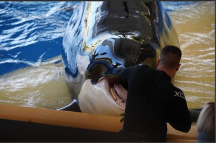 Morgan, orca usada para espectáculos en Loro Parque, Tenerife, España.