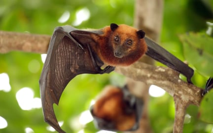 Muercielago en la naturaleza