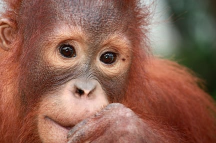 Orangután juvenil en Nyaru Menteng Rescue