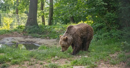 Un oso rescatado en Rumanía.