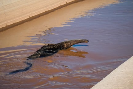 Un oso hormiguero atrapado en un canal de irrigación en Argentina.