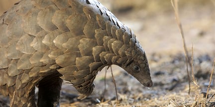 Un pangolín en la naturaleza, olfateando el suelo. Sus escamas disminuyen de tamaño a medida que se acercan a su rostro puntiagudo.