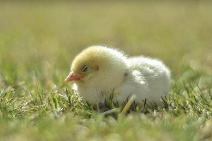 Un pollo bebé duerme plácidamente sobre la hierba.