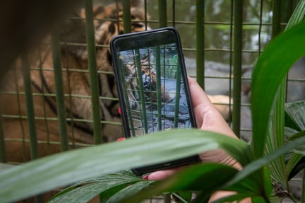 Un tigre cautivo es fotografiado por una turista.