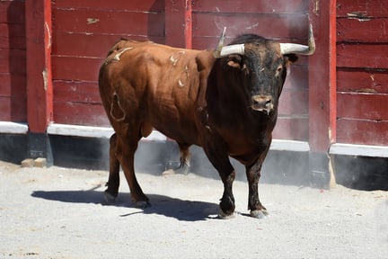 Un toro en un redondel.