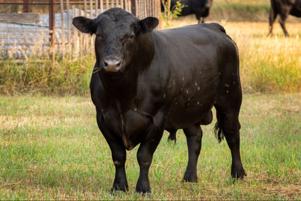 Un toro negro en libertad mira a la cámara
