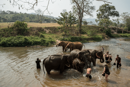 Un grupo de turistas baña elefantes en Tailandia