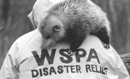 Un zarigüeya es rescatada por personal de WSPA