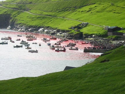 Faroe Island grindadrap. Credito world animal protection