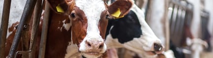Vacas en una granja