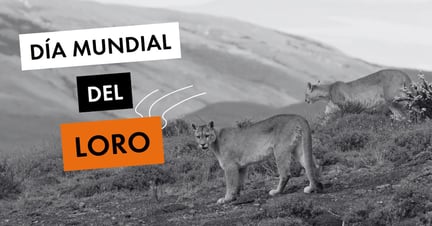 Día Mundial del Puma - World Animal Protection