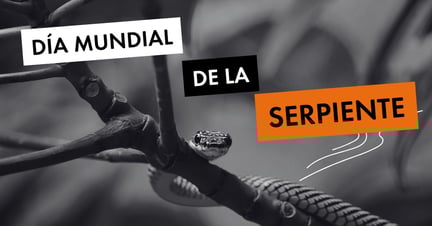Día Mundial de la Serpiente - World Animal Protection
